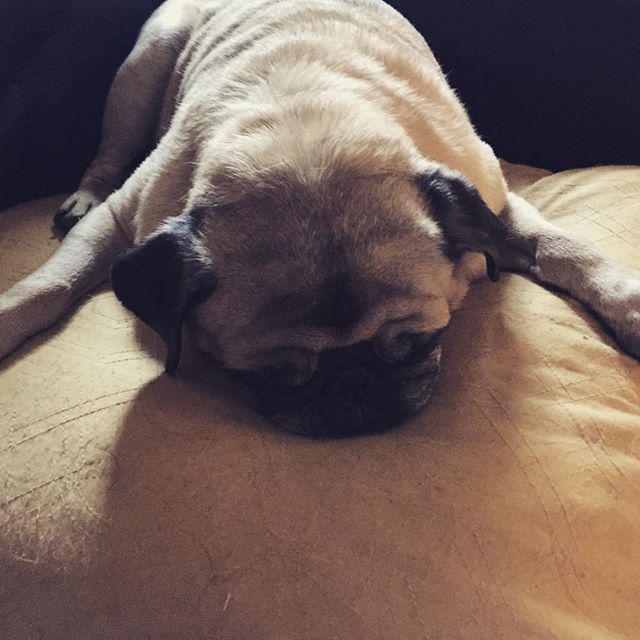 LizAbbott3's tweet image. Nella Bella passed out! #pug #puglife #adoptapug ift.tt/1OW3dZJ