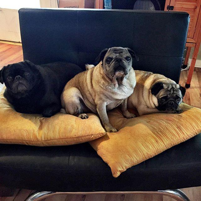 LizAbbott3's tweet image. Three pugs in a chair! #pug #adoptapug #puglife ift.tt/1LXyqf2