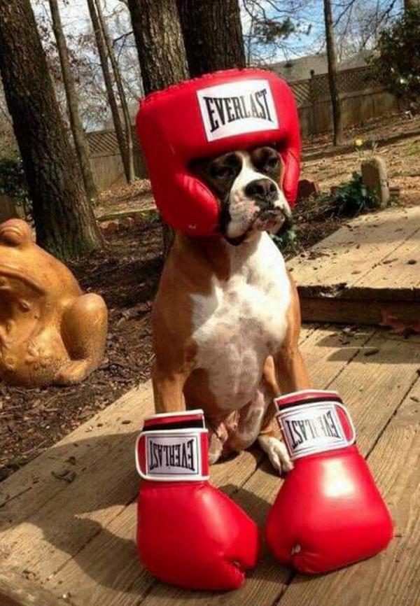 A boxer