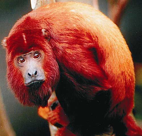 cuzdaisy's tweet photo. IRISH MONKEY 🐵 LOL 😁 @vcollins823 #redhowlermonkey #assassinscreed #blackflag http://t.co/aqjc09lGwN