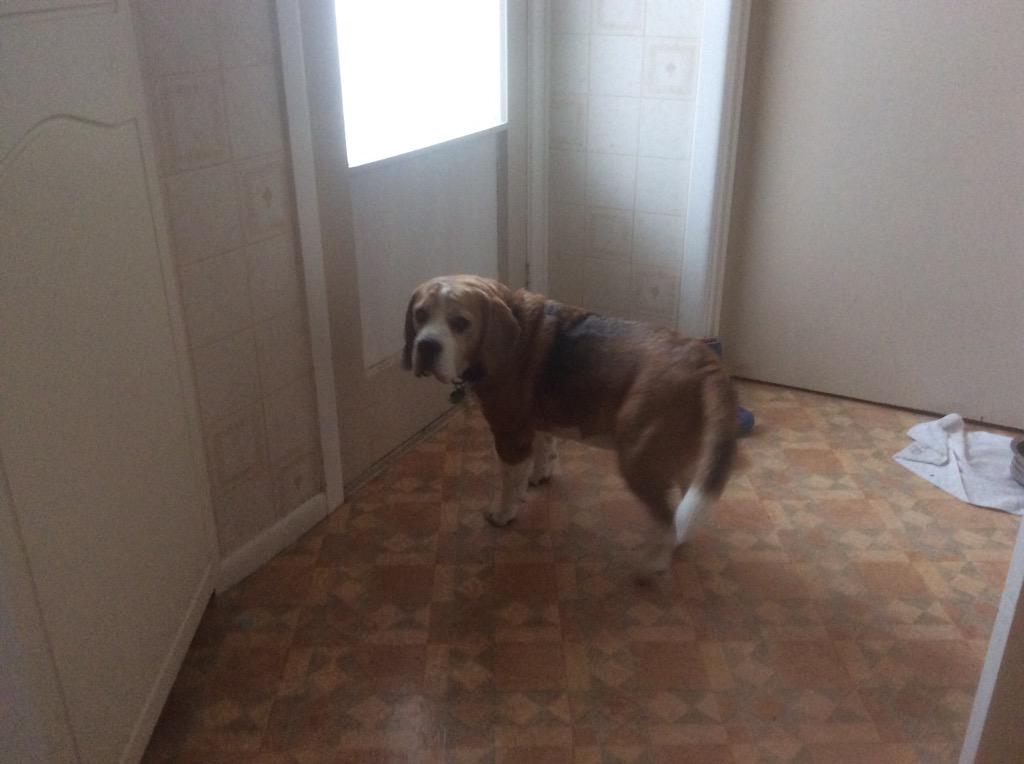 I stand here when I get my meals. Bosses! How come when I stand here I don't always get food?