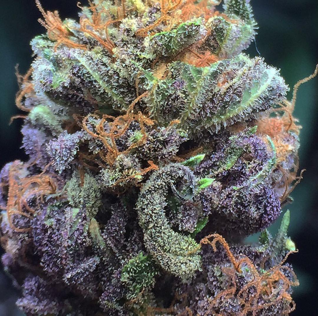 Rt if you agree this is WEED PORN.
