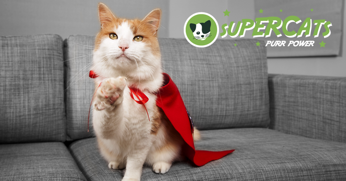 PetRescue's tweet photo. Your crazy cat friends and rellies aren’t crazy at all. Discover the healing powers of purrs: http://t.co/HmZJzoDvGf http://t.co/j4VIAEXWpf