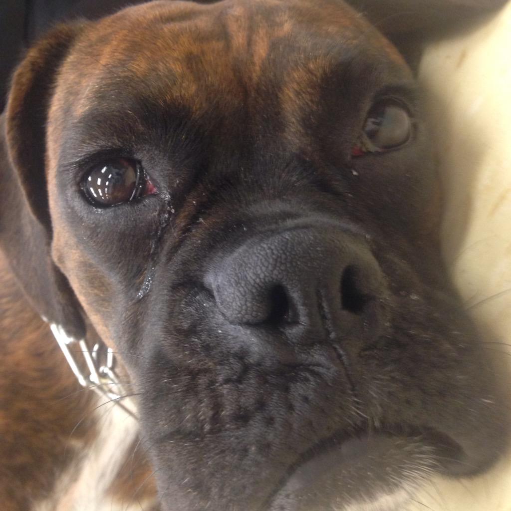 LegallyDogs's tweet photo. I'm Coco and I love licking everyone and everything.🐾
#meetthedogs #btcpuppyparty #keepitpawsitive http://t.co/mUOdpfQf00