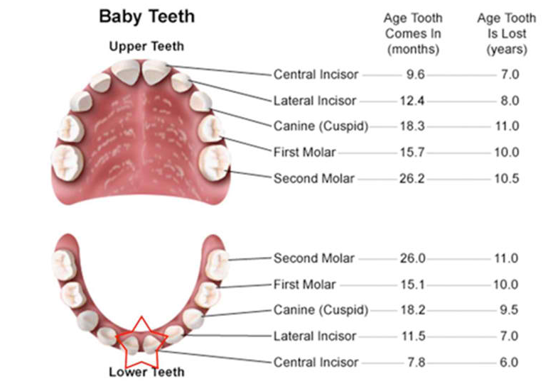 irenereed105's tweet photo. Your Child’s First Visit to the Dentist
http://t.co/j8zBT6r755
#DentistToronto http://t.co/f4aHCtFjKC