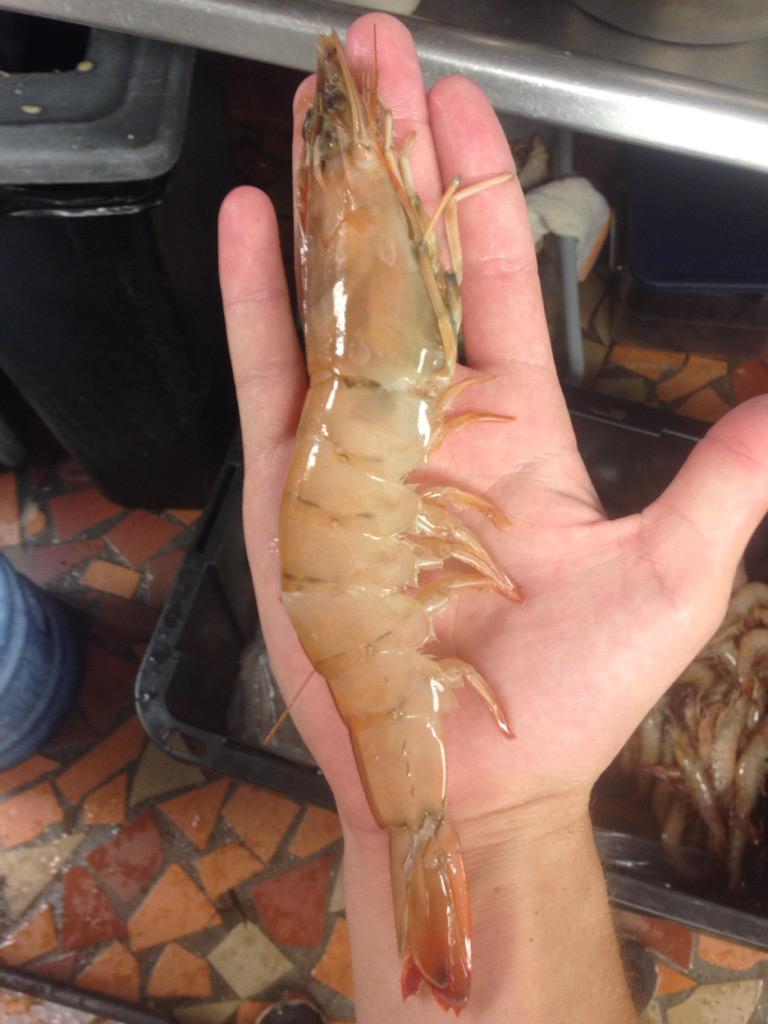 deanjones4's tweet photo. Fresh fish right off the boat hit me up for the address!! Got snapper grouper trigger and plenty of HUGE shrimp!! http://t.co/5woIta8rK9