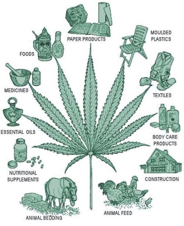 HEMP can be used for many useful things! Think green.