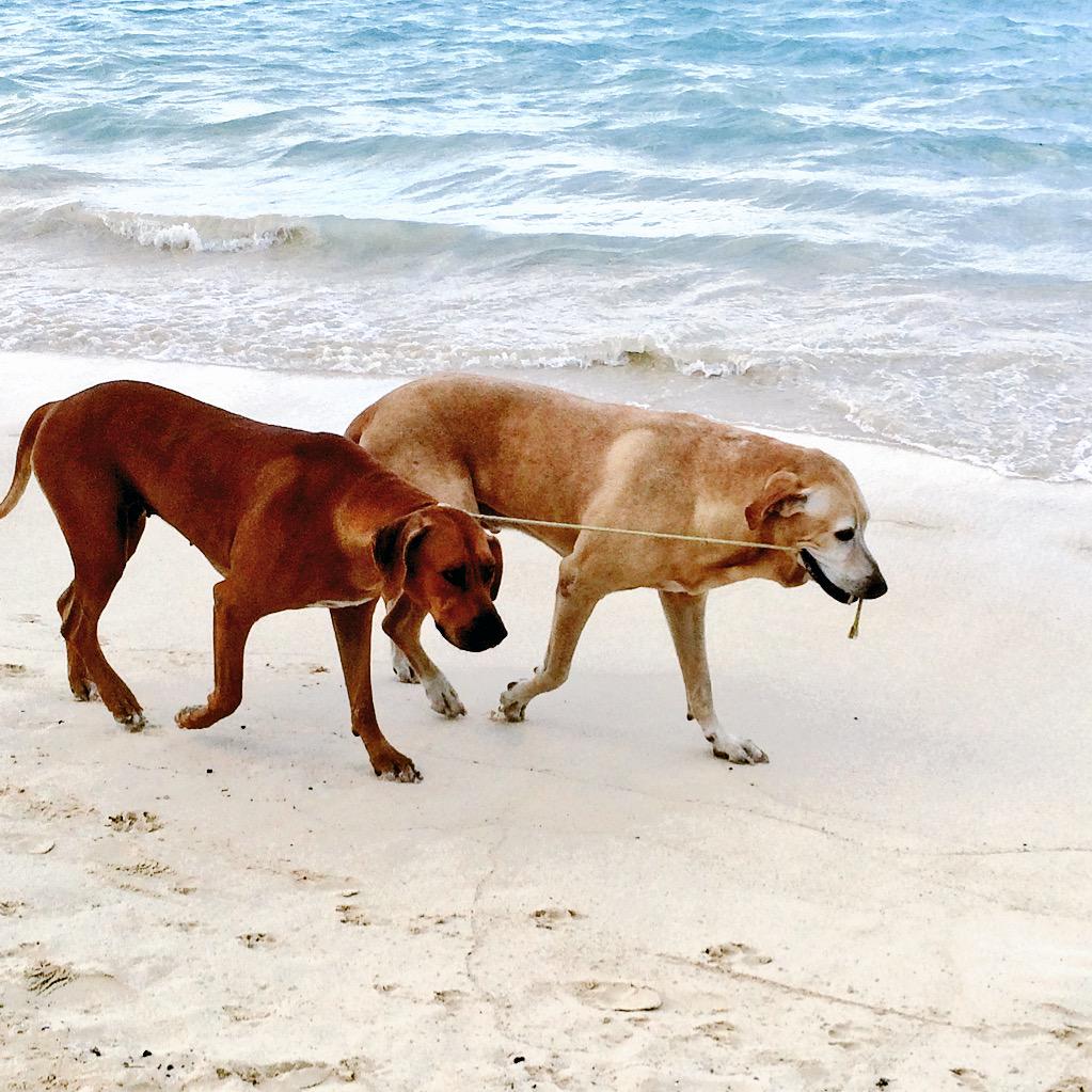 JennyPentland's tweet image. GUYS I WAS AT THE BEACH AND