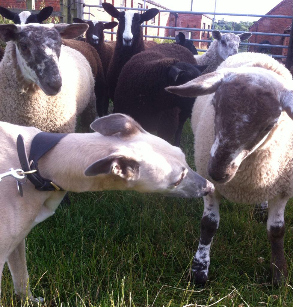 GrahamPowell_'s tweet image. @WhippetSnippets @MapletonsDairy our Albert fancies sheep
