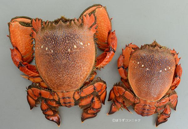 Starknight 旭蟹 アサヒガニ 是十足目蛙蟹科蛙蟹属的一种动物 俗称海臭虫 虾蛄头 又其外形似青蛙 也有蛙蟹 蛙形蟹 加菲蟹 因形像加菲猫 倒退噜 闽南语 等之称 哪里像加菲猫啊 除了颜色 Http T Co 2it5zbx1ut Twitter