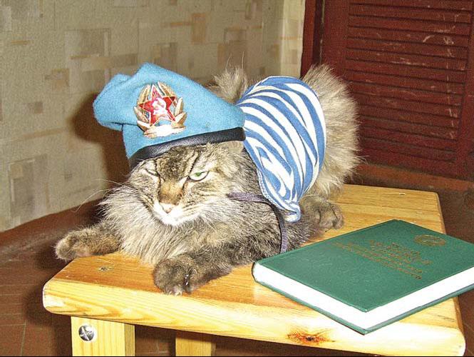 Открытка кот десантник