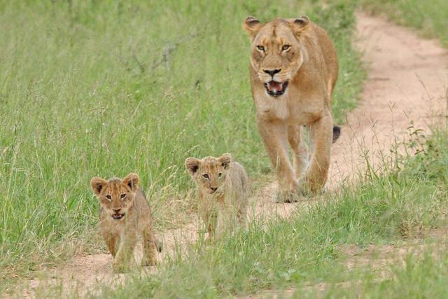 Protect_Wldlife's tweet photo. Wild And Free, How It Should Be - #Lions walking in the Masai Mara! #NoMoreCecils #CecilTheLion #BanTrophyHunting http://t.co/66vbnFNqKR