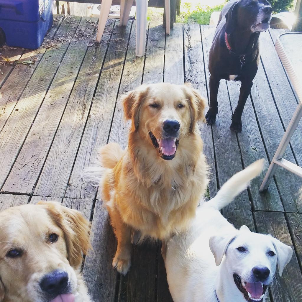 cincypawlished's tweet photo. Good morning from this #boarding clan! #Pawlished http://t.co/qddc8cJ1nm