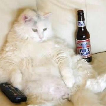 Rgomm22 On Twitter How Funny Is That A Cat Sitting On The Couch