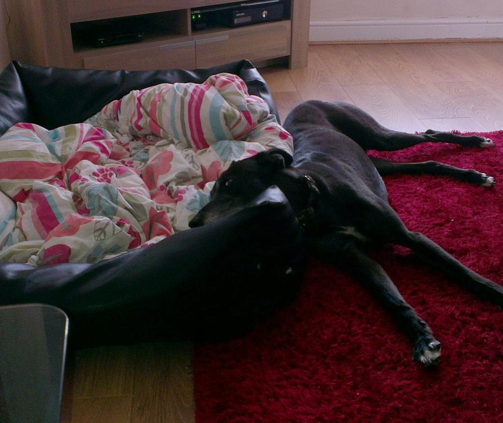CarlatheGreyt's tweet photo. Had a luffly walk dis morning and it seems I has had a bed fail #toomucheffort http://t.co/yePhVjDfTH