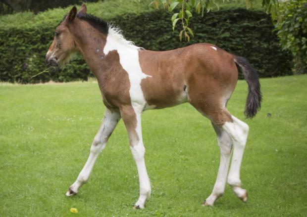 PegasusHealth's tweet photo. Foal, Da Vinci, born with incredible foal-shaped markings: http://t.co/sMkN1EXHzI http://t.co/yH6P9p7MPn