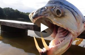 dijifewawiri's tweet photo. The "Vampire Fish" It's What Your Worst Nightmares Are Made Of! Watch here => http://t.co/w0goR3q1t5 http://t.co/iVrlvrhScP