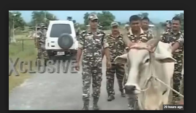 mariaurooj70's tweet photo. #Cowbombs Indian Army finds cow bombs near border, Maoists hand suspected http://t.co/unE6c8LE5o