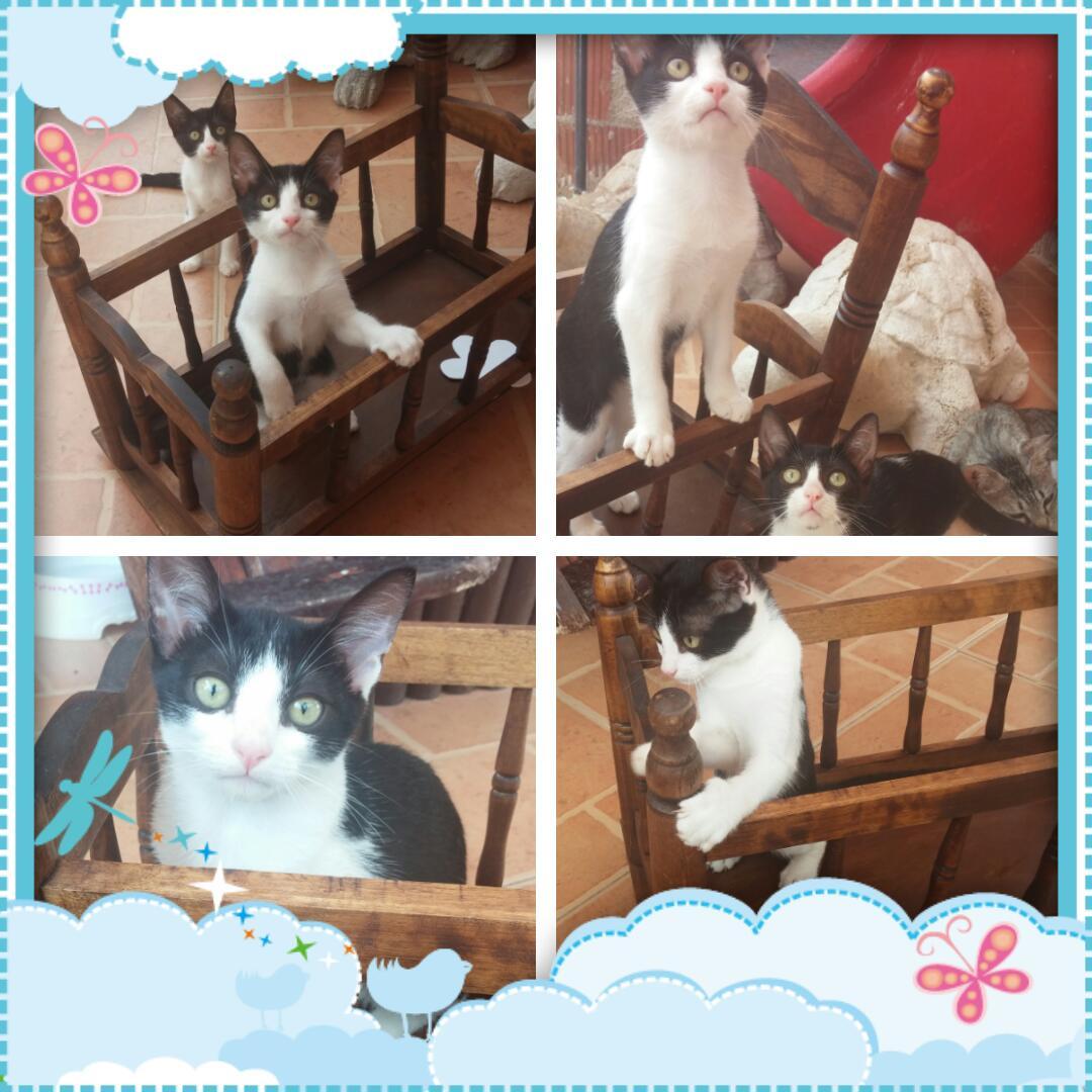 AyamMurcia's tweet photo. Hermes y Venus, gatitxs gemelos en adopción http://t.co/XbLtUFnLZ1