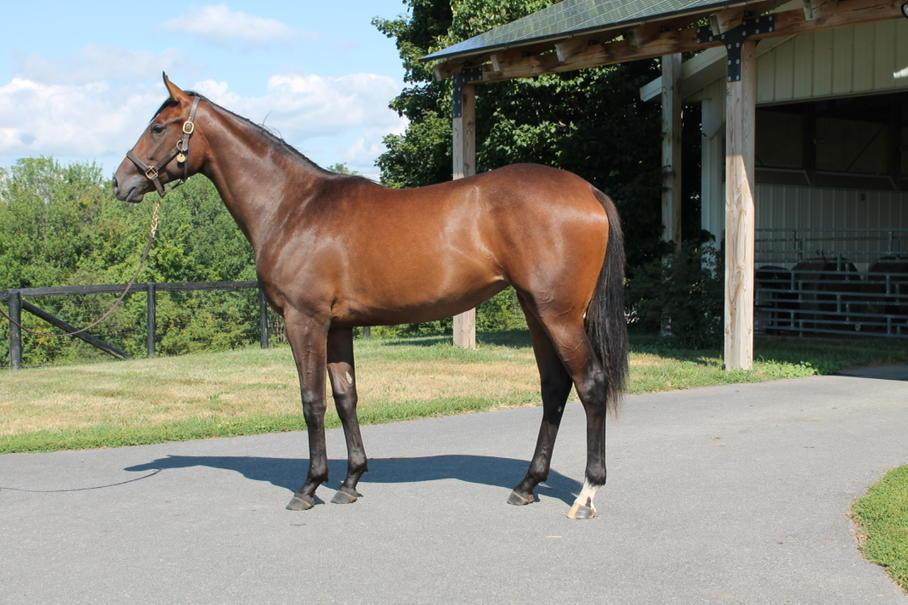 BandoroffCraig's tweet photo. Check out Denali Stud #104 only War Front filly at Saratoga.He had a very good day in graded stakes Sat. #1APEX Asire http://t.co/sh7bPCs1Jr