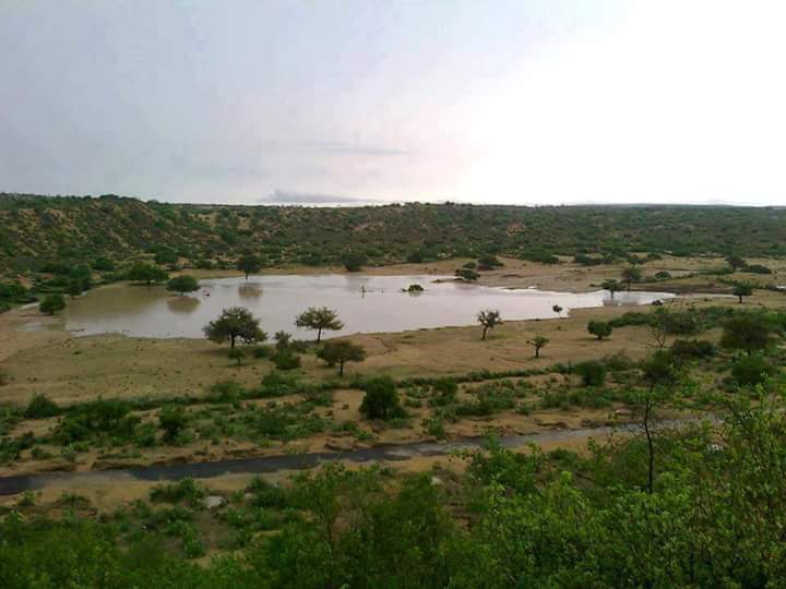 MujahidSehwani's tweet photo. Can u imagine this is #Thar #Sindh after #rain
#VisitThar
#BeautyOfSindh
#LoveSindhOrLeaveSindh http://t.co/XIaPy1tcjt