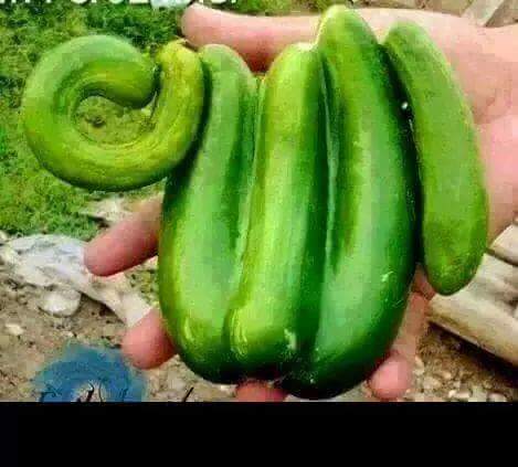 mokhtarloco's tweet image. سبحان الله