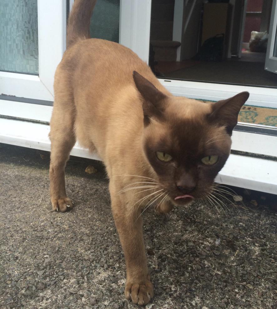 bethanwoods's tweet image. Has anyone lost a cat?🐱 Found on Dinas road Penarth? @LostBoxWALES #penarth #lostkitty #lostcatpenarth