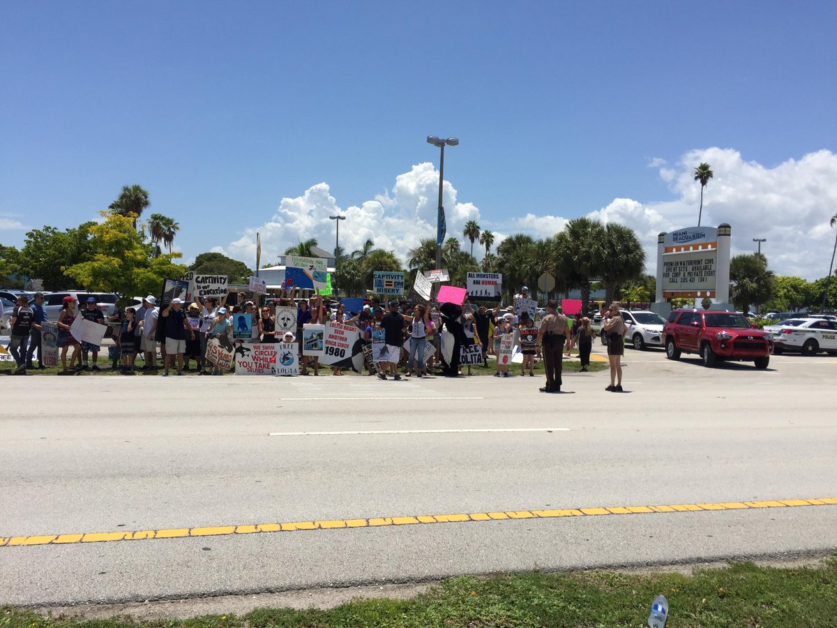 peta's tweet photo. AMAZING: Today's protest turned away 45 CARS after they saw the truth about #MiamiSeaquarium! #FreeLolita http://t.co/OPb3eGxPZ5
