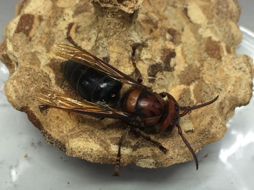 Kota N 朝から一仕事 モンスズメの巣を乗っ取ったと思われるチャイロスズメバチ をゲット ワーカー13匹 幼虫約40 卵約10 女王1 女王はでかいしひときわ黒い やはり威厳がある 幼虫の餌くれ音のためか巣板から離れようとせず生け捕り成功 Http T