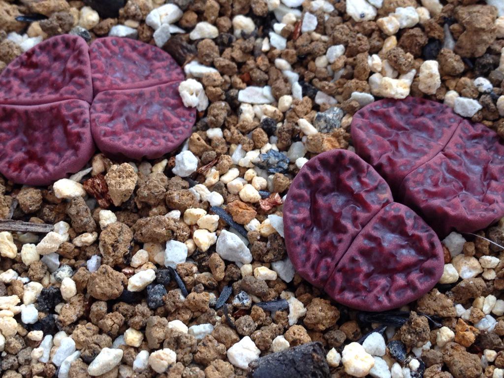 もんぺち シワシワになったリトープス ルブロロゼウス Lithops Bromfieldii V Glaudinae Rubroroseus 霧吹き程度では現状維持っぽい 安心してください 生きてますよ Http T Co Kxcqrgyp1p もんぺち シワシワになったリトープス ルブロロゼウス Lithops Bromfieldii V Glaudinae Rubroroseus 霧吹き程度では現状維持っぽい 安心してください 生きてますよ Http T Co Kxcqrgyp1p