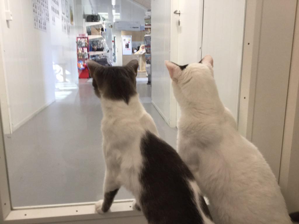 DBNordjylland's tweet photo. Vi savner et nyt hjem sammen, mvh Tim og Buller. #detgodekatteliv #dbInternat #katte http://t.co/vv4JhgNUon