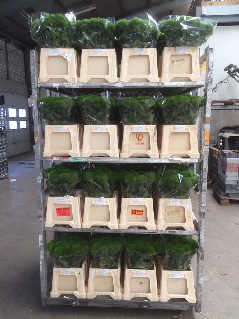 Morgen te verkrijgen op de #VBA#Green wicky#AAkwaliteit.