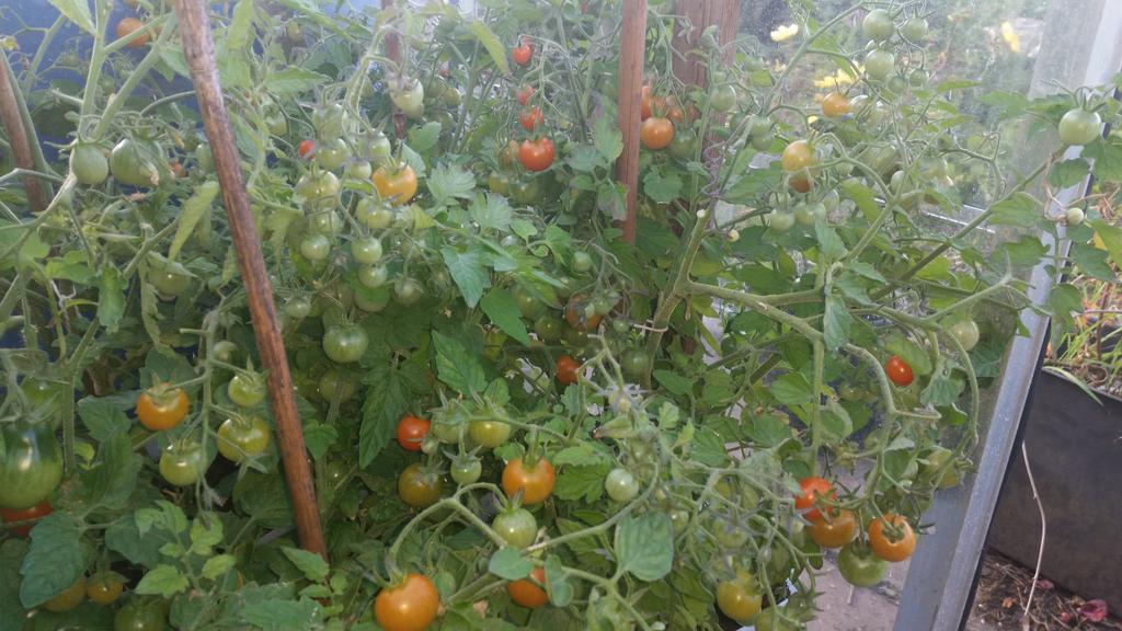 Chris Holmes tweet media