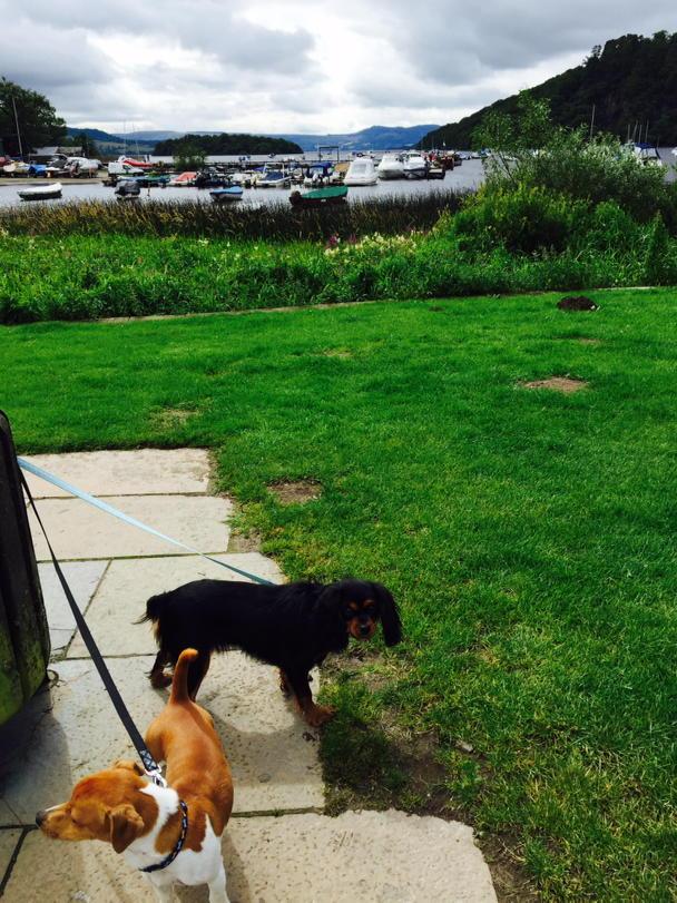 early_learner's tweet photo. Rocco & Poppy at Loch Lomond #grandpuppies #healingdogs @MJCounselling @dogcelebration http://t.co/hJZrgSEhc3
