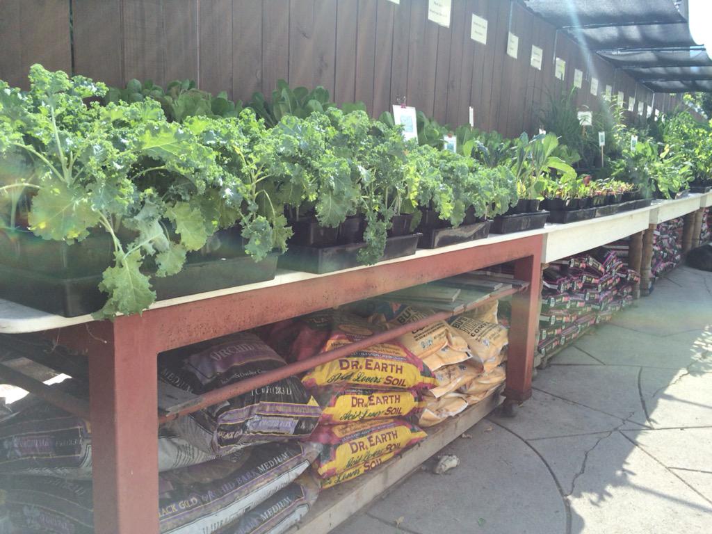 BrenHaas's tweet image. Visited the only certified organic garden center in LA.Joanne's FAV veggie to grow IS corn! #buckeyeINLA #gardenchat
