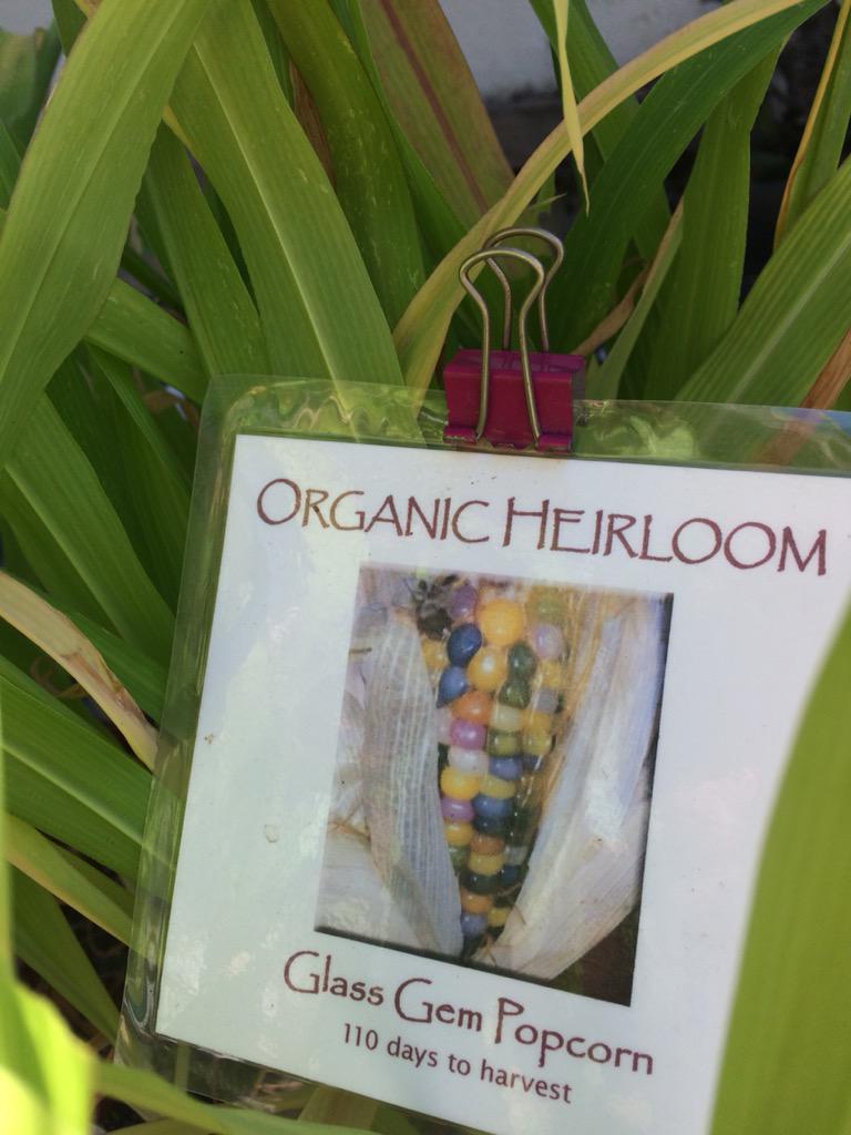 BrenHaas's tweet image. Visited the only certified organic garden center in LA.Joanne's FAV veggie to grow IS corn! #buckeyeINLA #gardenchat