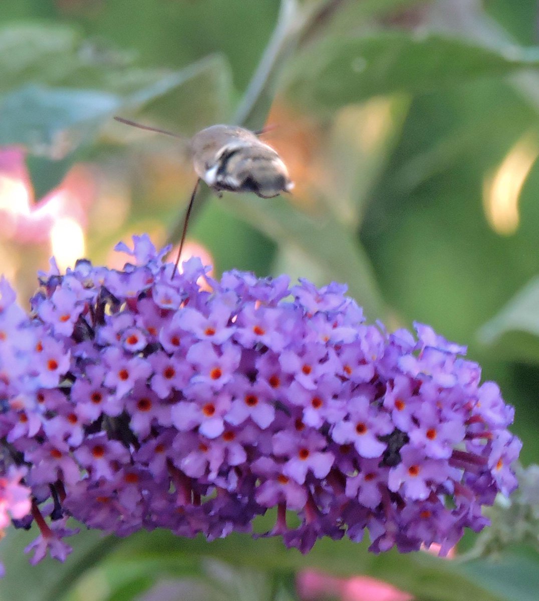 davedowell2's tweet photo. humming bird hawk moth on our buddleia earlier than last year http://t.co/diDiofhrn3