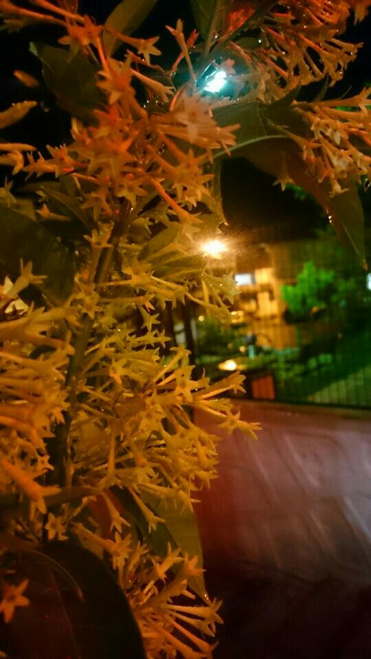 İyi akşamlar... (@ Büfeterya in Simav, Kütahya) swarmapp.com/tostosarslan/c…