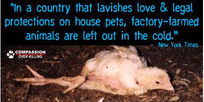 EricaMeier's tweet photo. Powerful editorial in today's @nytimes - "Exposing Abuse on the Factory Farm"  Read &amp; RT: http://t.co/CBSPbPPLbw http://t.co/lwWkR2KJox