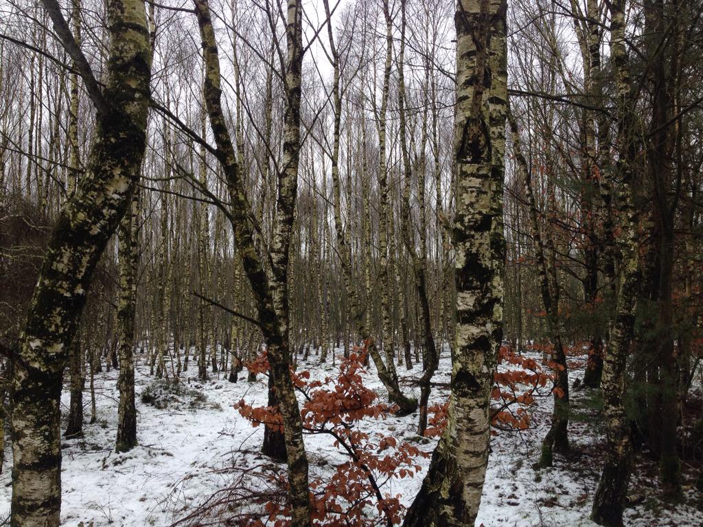 MooiEde's tweet photo. Oudje uit de winter: Planken Wambuis #Ede @MooiEde http://t.co/4gt3rNpJCi
