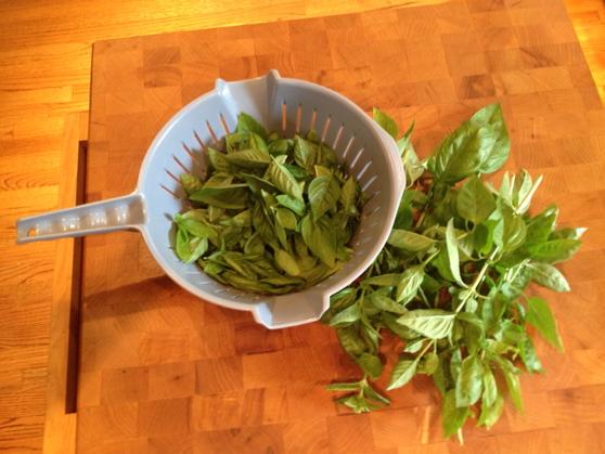 MindyWhittle's tweet photo. A good basil crop in summer means a great pesto supply for winter http://t.co/WxRncsGPIo