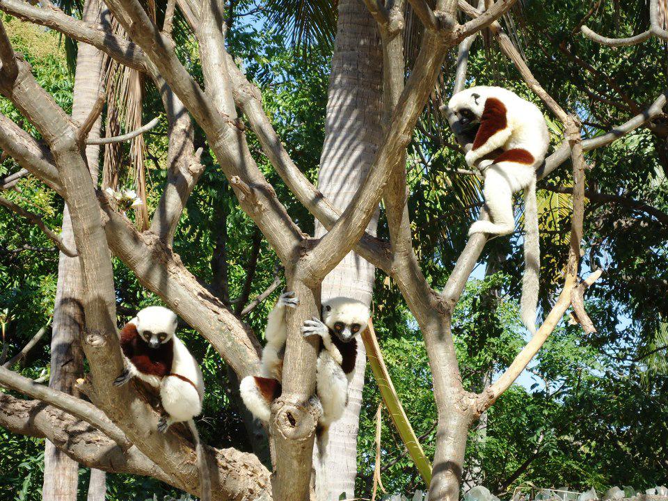 jramiara's tweet photo. #TheAfricaTheMediaNeverShowsYou #Madagascar #Antananarivo #Antsanitia #lemurs #island #igergasy #oceanindian #africa http://t.co/GMfQInAKkq