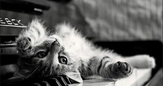 lisa_markss's tweet image. #cat #blackwrite