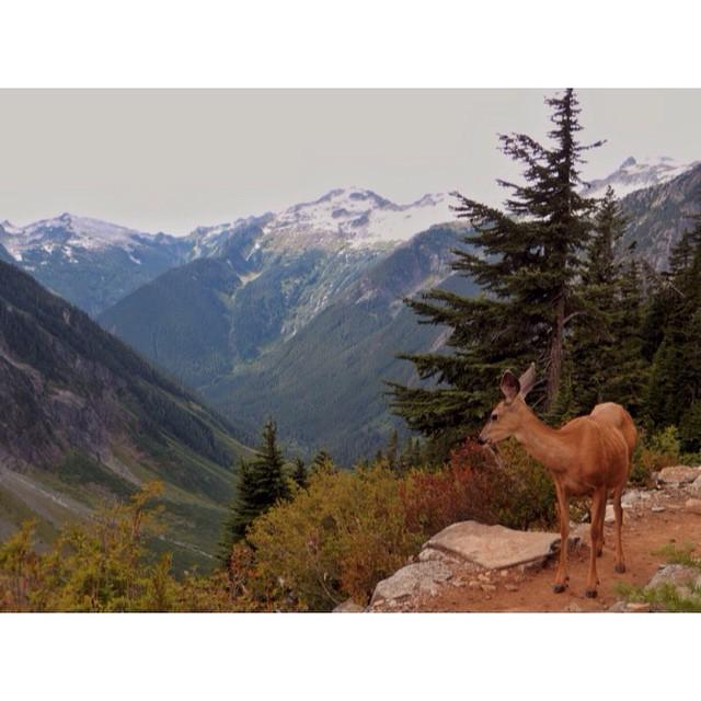 NatlParksPhotos's tweet photo. This doe came across our path yesterday #hiking back from #CascadePass at @ncascadesnps. #NorthCascadesNationalPark… http://t.co/3mQlSRfSpM