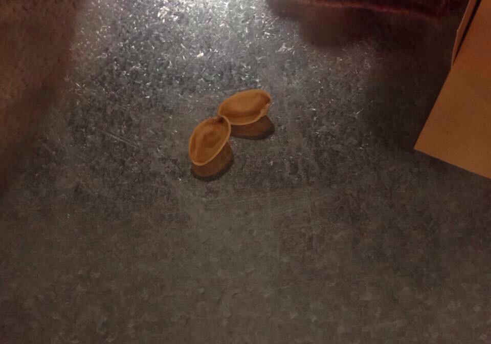 Bexxxies's tweet image. Today my mom thought these pistachio shells were seashells #AsianMomProbs