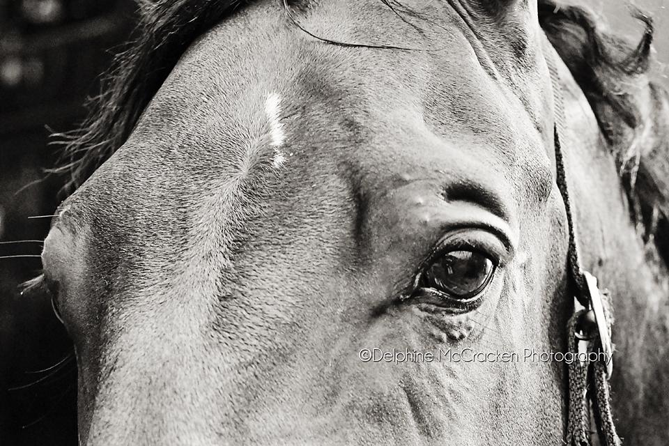 delphotonet's tweet photo. Such a great time this week w/ Judith and the Lennons @DublinHorseShow Thank you so muchx @LoughviewHorses #loughview http://t.co/mAcMghEVOB