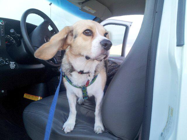 BeagleBucky's tweet photo. Another day, another 600 miles! Butte, MN or bust. #buckyacrossamerica http://t.co/UDZVcP6Tr9
