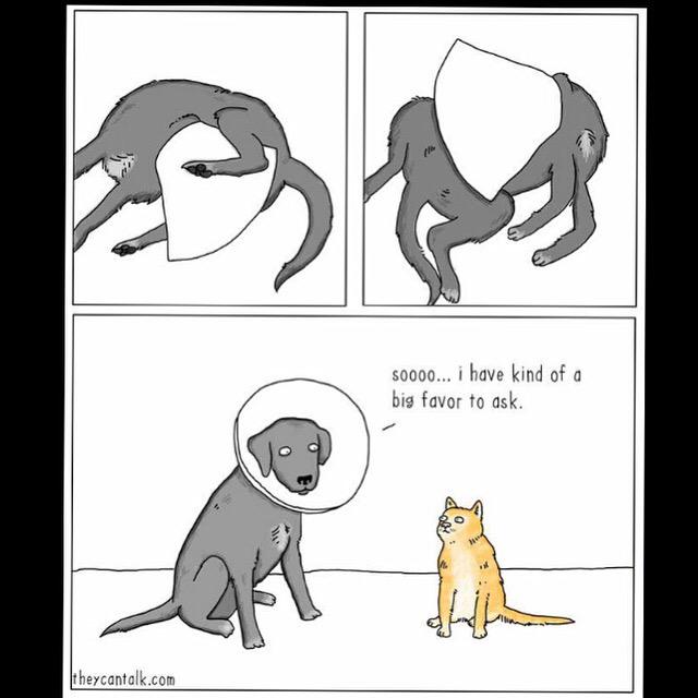 MississaugaAH's tweet photo. 🐾Happy Sunday🐾 http://t.co/1ZzTxSh6lF