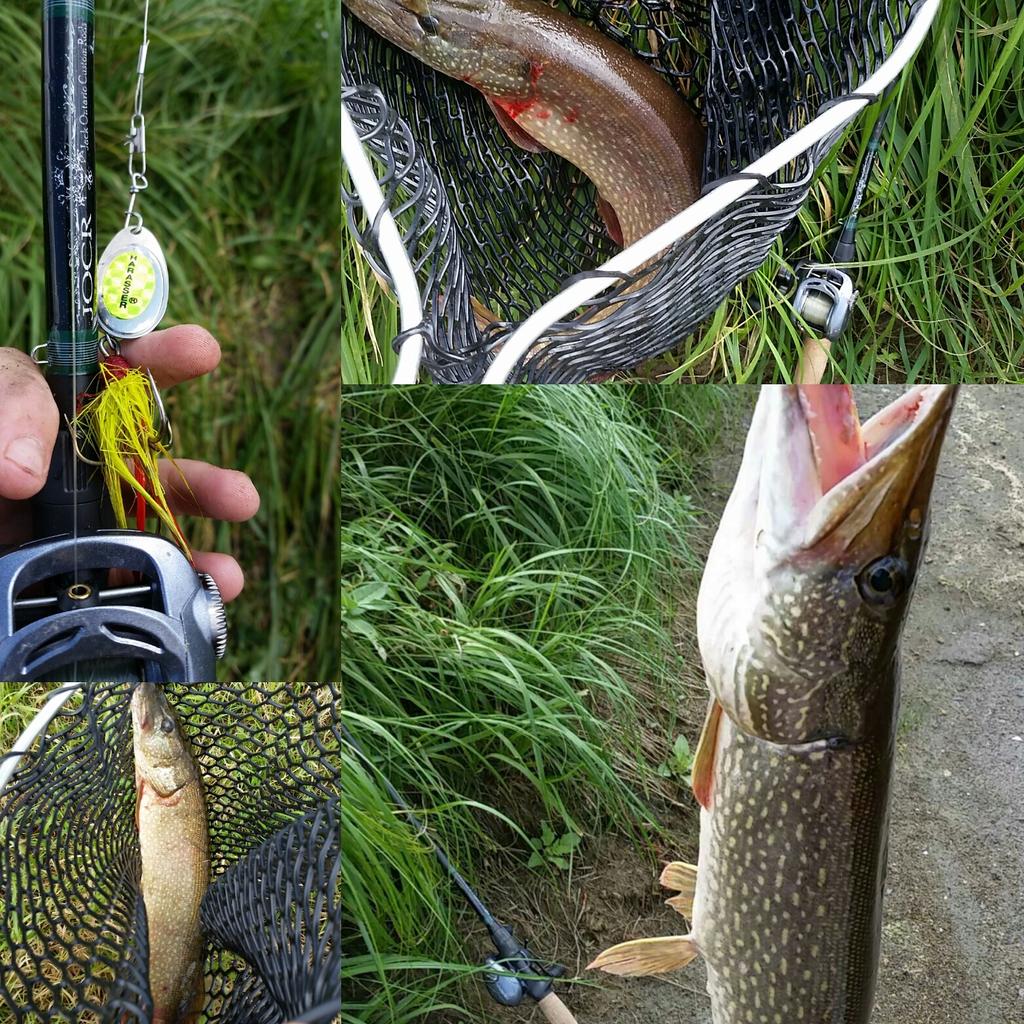 MccowanLuke's tweet photo. @CPTJackOntario I got 12 crick #northernpike on my #jackontariocustomrod today. It worked awesome! Thanks again. http://t.co/kU8wMHYcBU