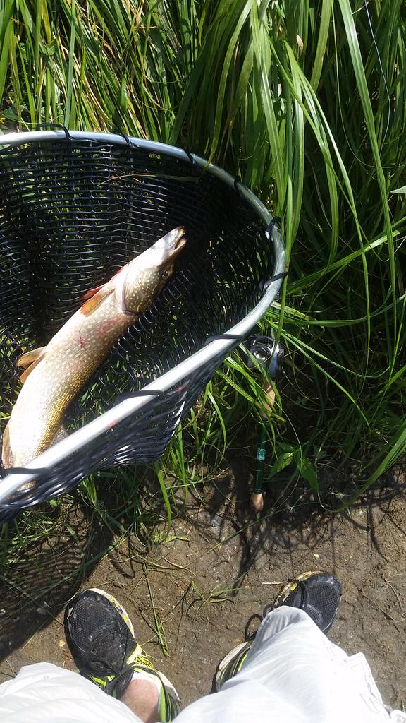 MccowanLuke's tweet photo. @CPTJackOntario I got 12 crick #northernpike on my #jackontariocustomrod today. It worked awesome! Thanks again. http://t.co/kU8wMHYcBU